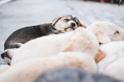 Close-up of puppies sleeping