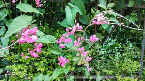 Pink flowers blooming outdoors