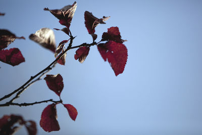 Close-up of red leaves on branch against clear blue sky