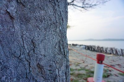 Close-up of tree by sea against sky