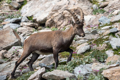 Side view of deer standing on rock