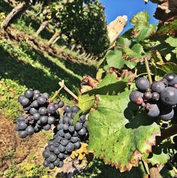 Close-up of grapes growing in vineyard