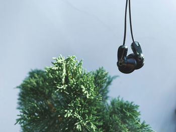 Low angle view of pine hanging on tree against sky