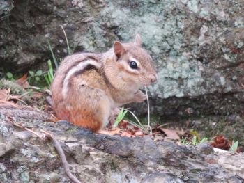 Squirrel on rock