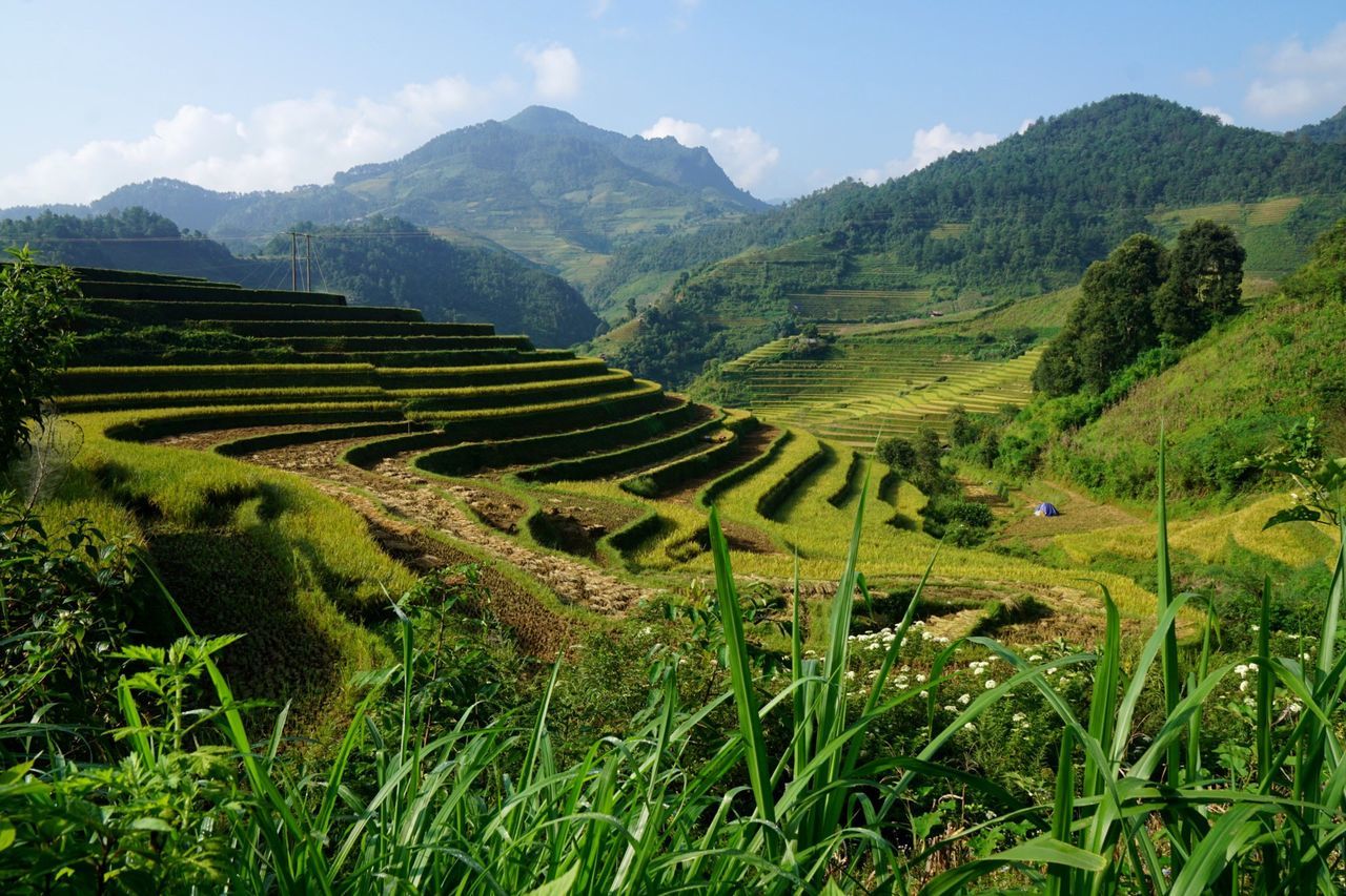 SCENIC VIEW OF GREEN FIELD