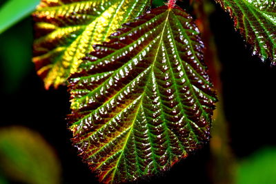 Close-up of green leaves