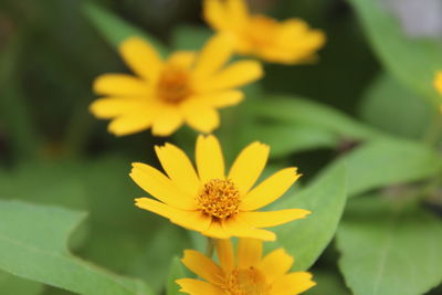 Close-up of yellow flowering plant