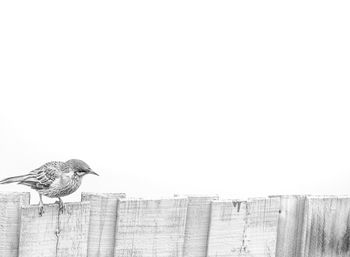 Bird perching on a fence against clear sky