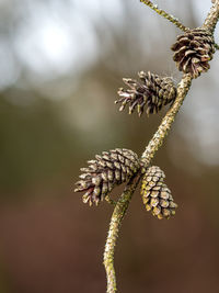 Close-up of wilted plant