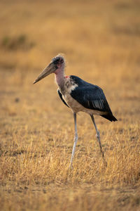 Close-up of bird perching on field