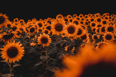 Close-up of yellow flowering plants on field against black background