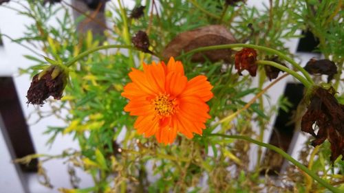 Close-up of flower blooming on plant