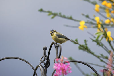 Low angle view of bird perching on flower