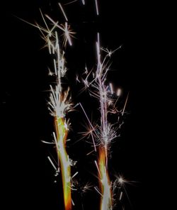 Close-up of firework display over black background