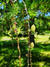 Close-up of flowering plant