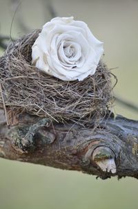 Close-up of rose