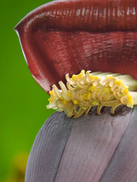 Close-up of insect on flower