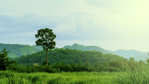 Trees on field against sky