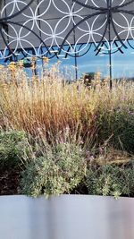 Plants growing by the sea