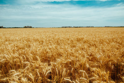 Wheat field on argentina