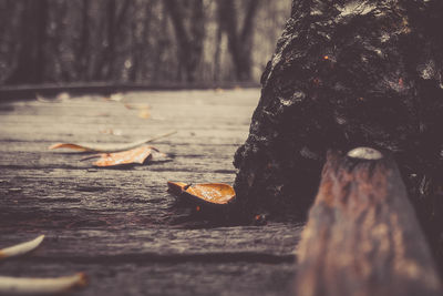 Close-up of fallen leaves on boardwalk