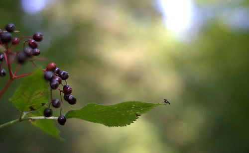 Close-up of berries growing on tree