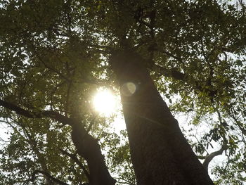 Low angle view of tree trunk in forest