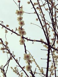 Low angle view of cherry blossoms in spring