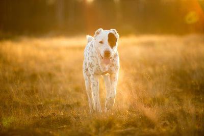 Dog standing in field