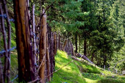 Trees on field in forest