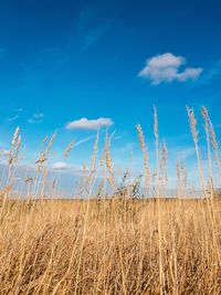 Scenic view of landscape against blue sky