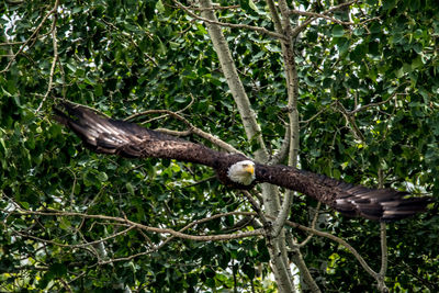 Bald eagle flying against tree