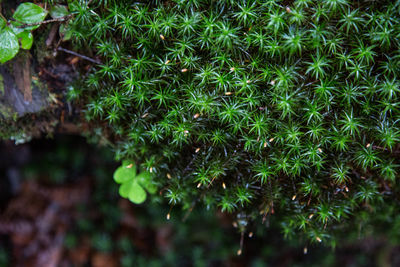 High angle view of plants growing on land