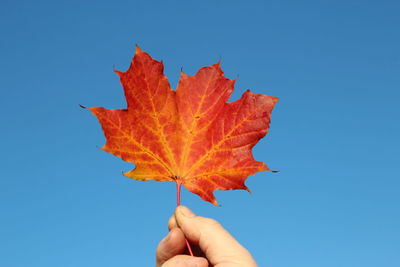 Cropped hand of person holding maple leaf against clear blue sky