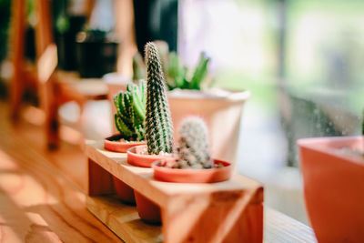 Close-up of potted plant on table