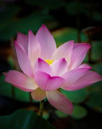 Close-up of pink flower blooming outdoors