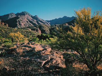 Desert plants growing on land against clear sky