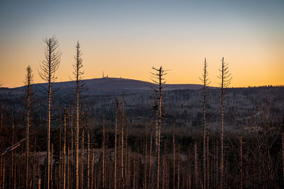 Harz mountains are changing - view to the montain brocken with dead trees in the focus 