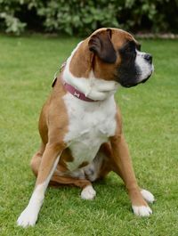 Close-up of dog sitting on field