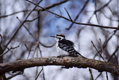 Low angle view of bird perching on branch