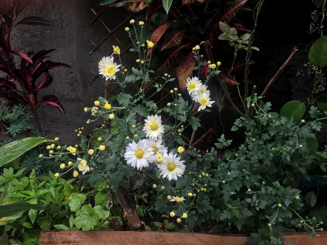 CLOSE-UP OF FLOWERING PLANTS IN BACKYARD