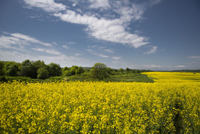 Scenic view of oilseed rape field against sky