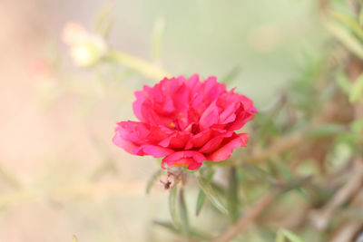 Close-up of pink flower