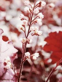 Close-up of flower on tree