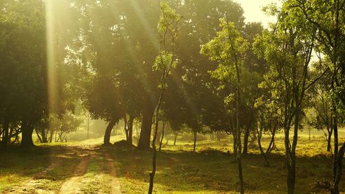 Trees in forest