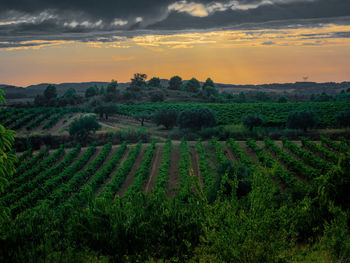 Scenic view of agricultural field against sky during sunset