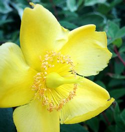 Close-up of yellow flower