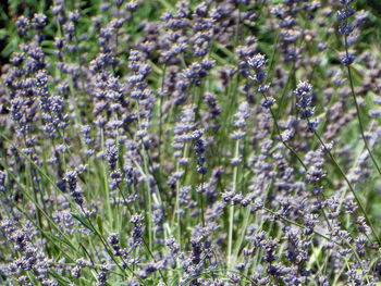 Close-up of purple flowering plants on field