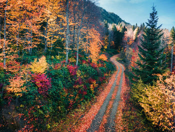 Road amidst trees in forest during autumn