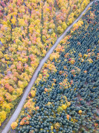 High angle view of autumn trees on land